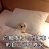 萌宠 猫星人 向黑夜和无所事事的自己说声晚安 再见 呆萌 可爱