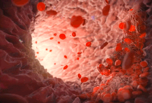 血管  血液 流动 细胞