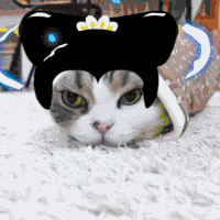 猫咪 发型 呆萌 可爱