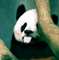 大熊猫 脸红 剪刀手 吐舌头yee