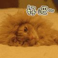 猫咪 好吧 长长的毛发 疲惫 睡觉