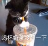 萌宠 喵星人 喝杯奶茶冷静一下 让我想想 憨憨 可爱
