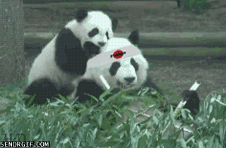 熊猫 可爱 动物 吃竹子