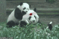 熊猫 可爱 动物 吃竹子