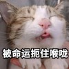 萌宠 喵星人 被命运 扼住喉咙 搞怪 逗
