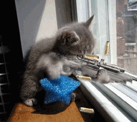 猫咪 窗户 指弹 五角星  打枪