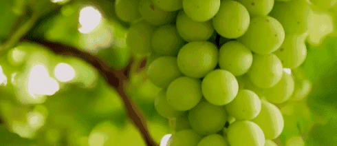 葡萄 美味 诱人  绿色