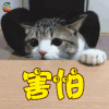猫 喵星人 害怕 瑟瑟发抖 soogif soogif出品