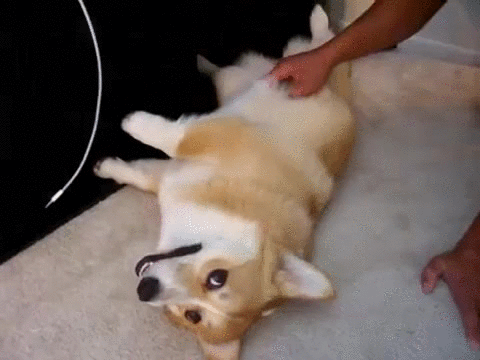 柯基 抚摸 挠痒痒 开心 魔性 corgi
