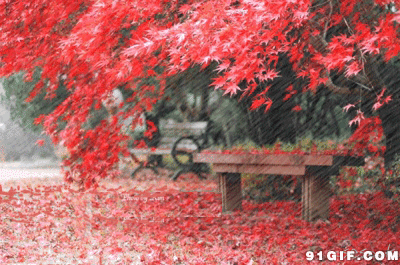 枫叶 火红 美景 下雨