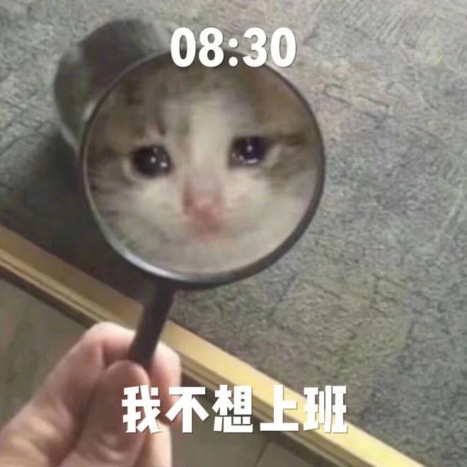 萌宠 猫星人 8:30 我不想上班 难受 呆萌 可爱