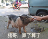 小猪 面包车 可爱 算了算了