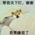 狗 关灯 睡觉