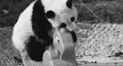 大熊猫 玩木马 好玩 呆萌