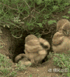 猫头鹰 望风 钻洞 回家了