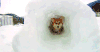 柯基 corgi