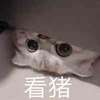 萌宠 猫星人 看猪 可爱 害羞