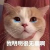 萌宠 猫星人 我明明很无辜啊 可怜 呆萌 可爱