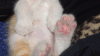 猫咪 小猫 动态 可爱