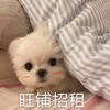 萌宠 汪星人 旺铺招租 害羞 呆萌 可爱