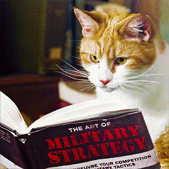 哇 awww 猫 看书 搞笑