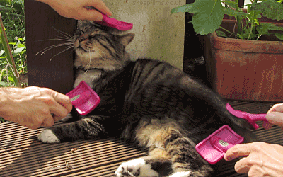 猫咪 梳毛 享受 可爱