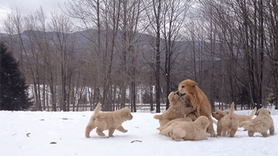 狗狗 一家人 玩耍 温馨 雪地