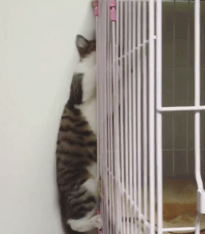 猫咪 笼子 爬上去 花纹 小心翼翼