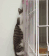猫咪 笼子 爬上去 花纹 小心翼翼