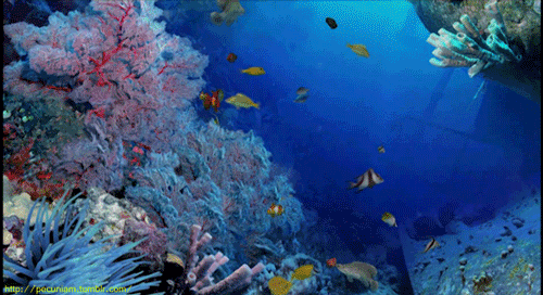 珊瑚 鱼  赶时髦的人 在水下