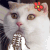 猫咪 戴花 唱K 恶搞