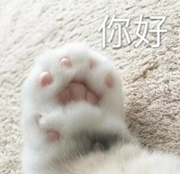 萌宠 猫爪 你好 打招呼 呆萌 可爱