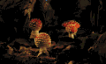 鲜艳的美下 总是带着致命的诱惑 蘑菇 有毒