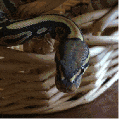毒蛇 伸舌头 筐 攻击