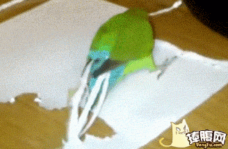 聪明的鸟  鹦鹉  桌子  剪纸