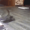 猫咪 萌宠 地板 打滚
