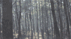 树 trees nature 森林