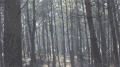 树 trees nature 森林