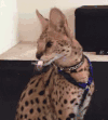 猫咪  搞怪   老鼠