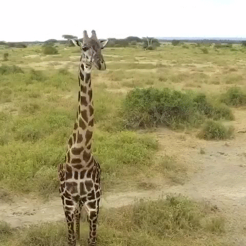 长颈鹿 草原 360度 呆 自然 giraffe