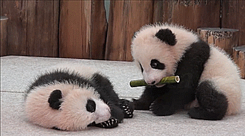 熊猫 挑逗 萌化了 天然呆 动物 panda