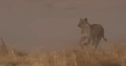 动物 寻找 掠食动物战场 狮子 纪录片 跑