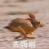 萌宠 兔子 去嗨了 开心 呆萌 可爱