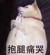 萌宠 汪星人 抱腿痛苦 我好难过 可怜 可爱