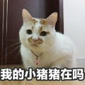 猫咪 铃铛 趴着 我的小猪猪在吗