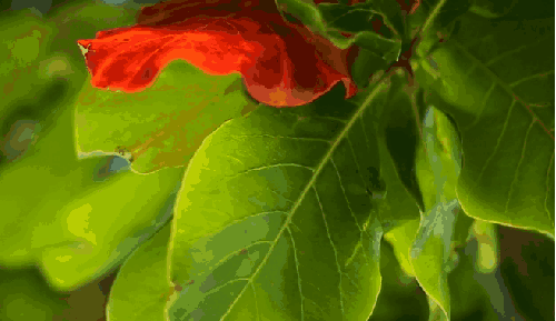 Paul&Wex 塞舌尔群岛 植物 热带 红花 纪录片 绿叶 风景