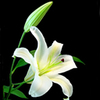 百合花   清幽   漂亮   鲜花