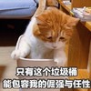 萌宠 猫星人 只有这个垃圾桶 能包容我的倔强和任性 呆萌 可爱