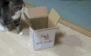 小猫 盒子 尾巴 动态