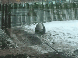 熊猫 玻璃 雪地 围栏